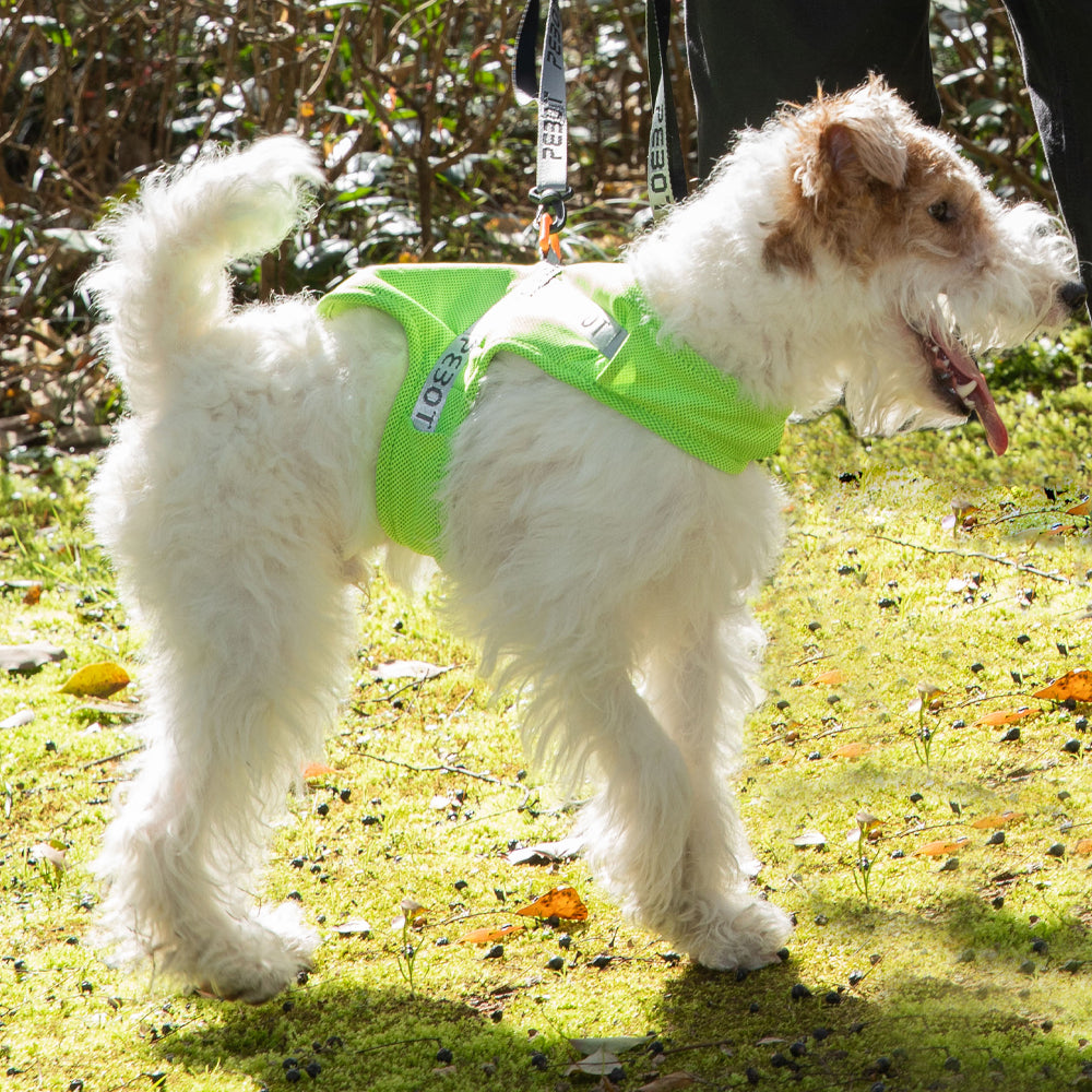 Hedwig Cooling Vest & Harness - Lime