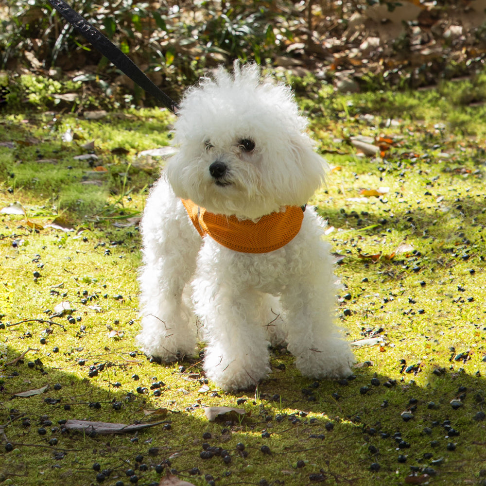 Hedwig Cooling Vest & Harness - Ginger