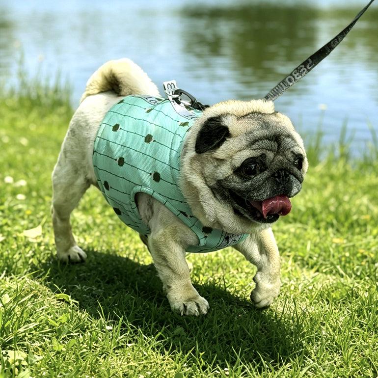 Hedwig Cooling Vest & Harness - Mint Hedgehog
