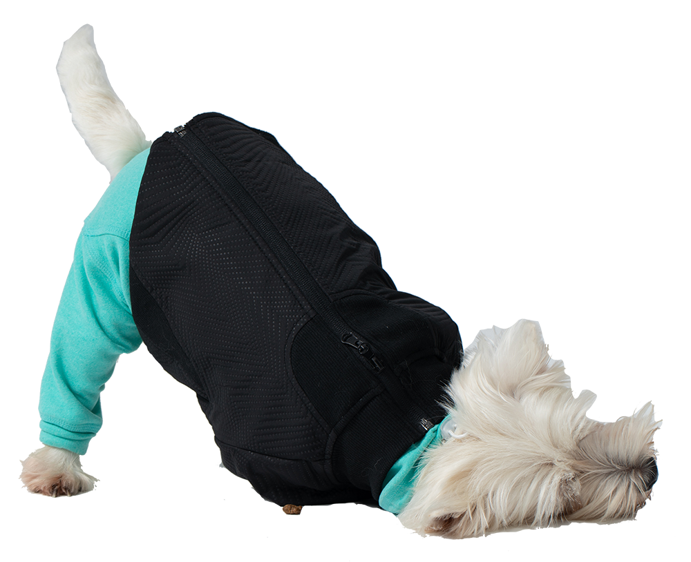 Dog wearing a black Ranger Jacket.