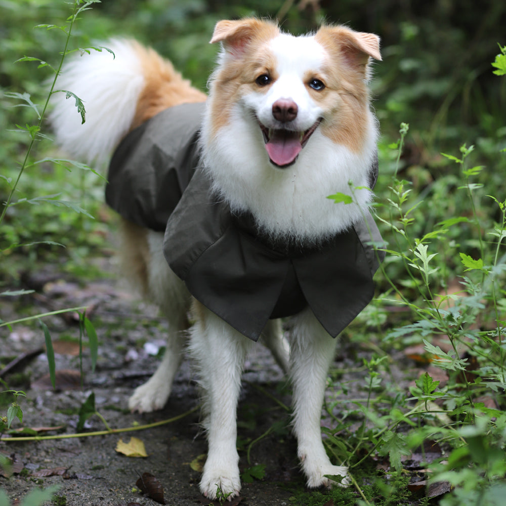 Cyberry Windbreaker - Olive