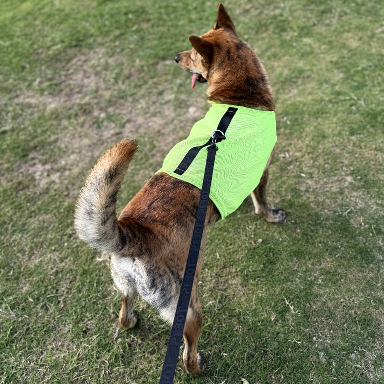 Hedwig Cooling Vest & Harness - Lime