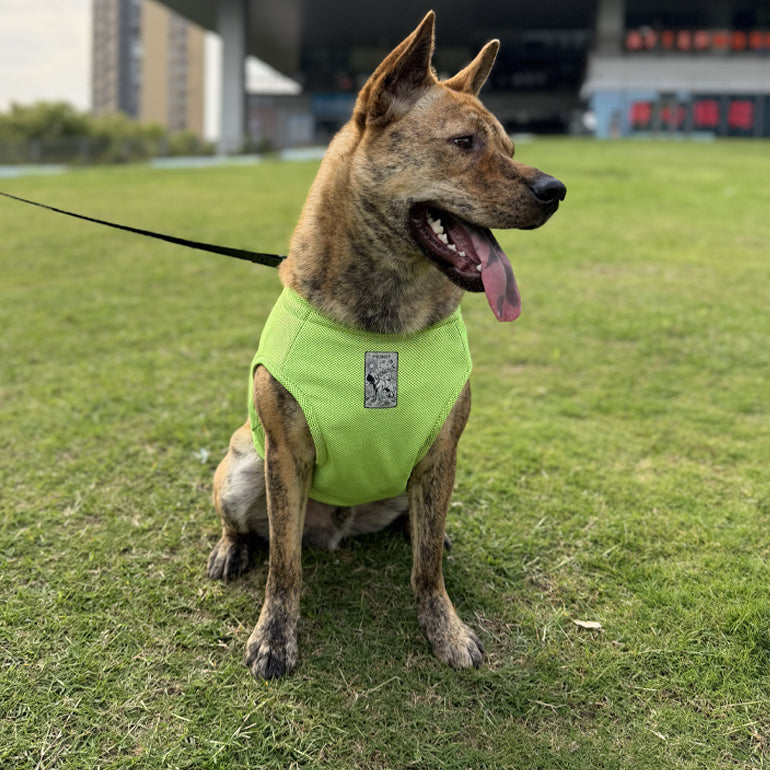 Hedwig Cooling Vest & Harness - Lime